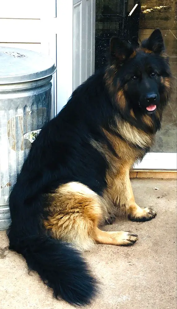 Mefisto Von Vengerberg