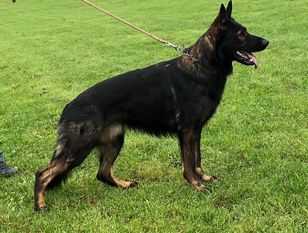 V Bene von der Buchschmiede