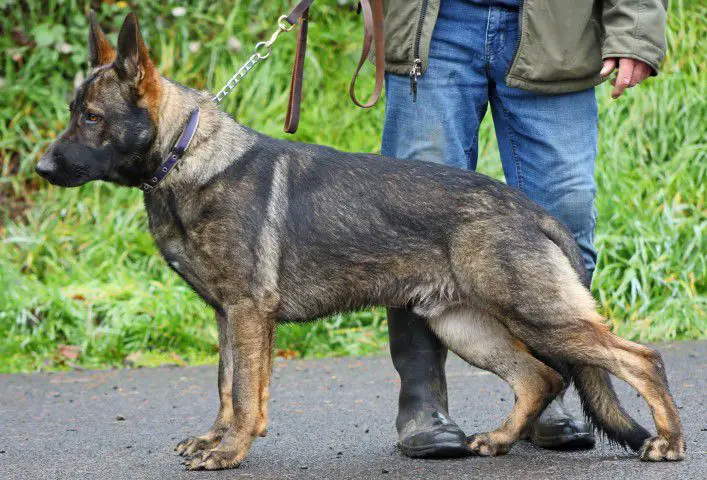 Elricco Von Grendelhaus