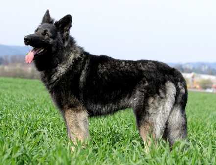 Camillo vom hohen Knüll