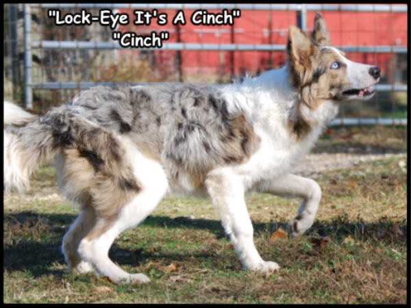 Lock-Eye It's A Cinch