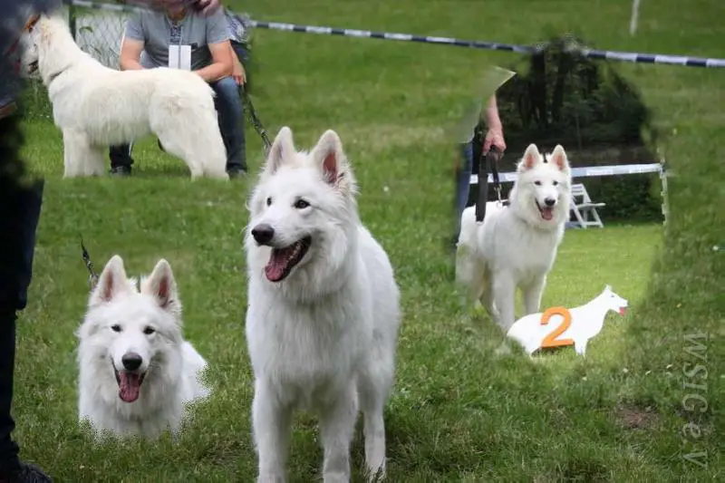 Berger Blanc Suisse Cup Winner 19, German Summer Winner 19 De Vito Lucky vom Schweriner Schloßgarten