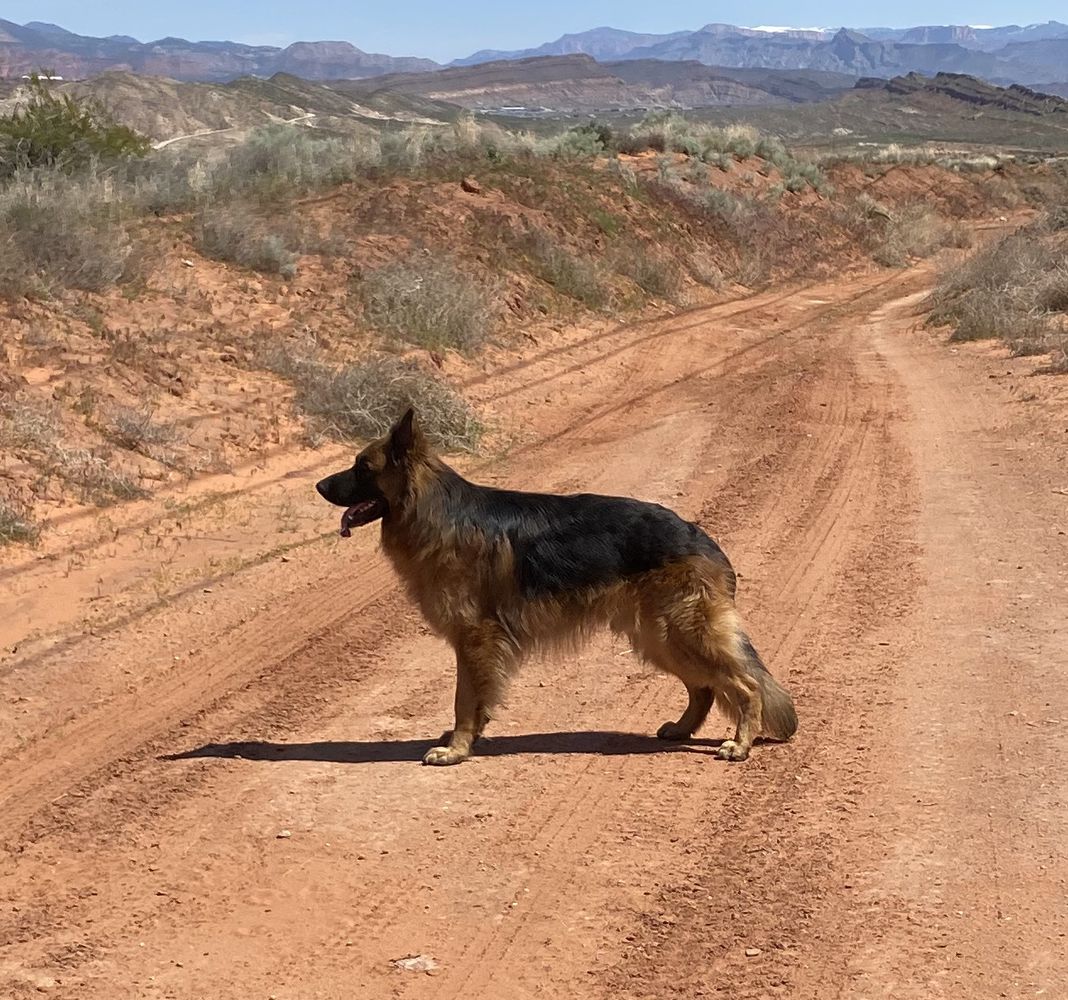 CGC, CGCA, CGCU, High-Blood Pressure Service Dog Thor Von Weatherspoon