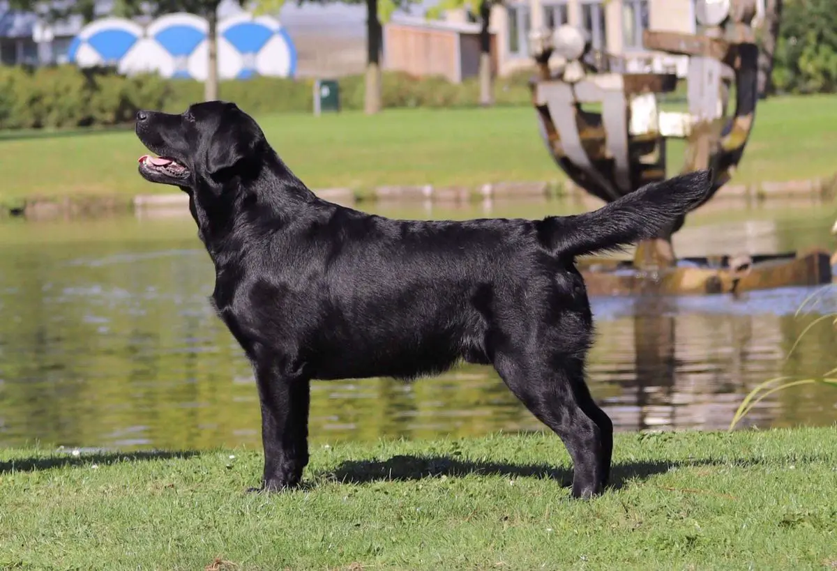 JCH  NL Loretta King of Hearts