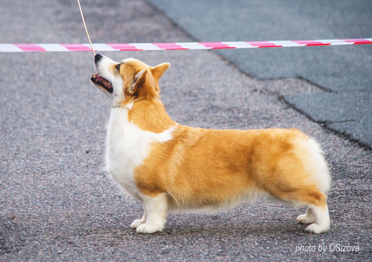 Mistycor Dalila Di Lazzaro n\b