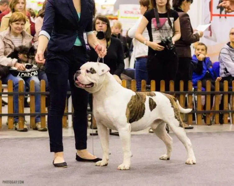Champion of Russia Bull Baiting Dog Optimus
