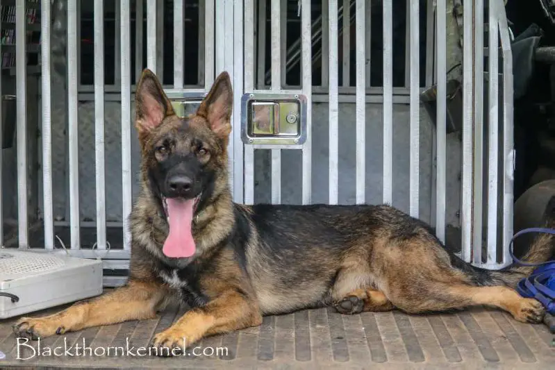 Blackthorn's Tanqueray