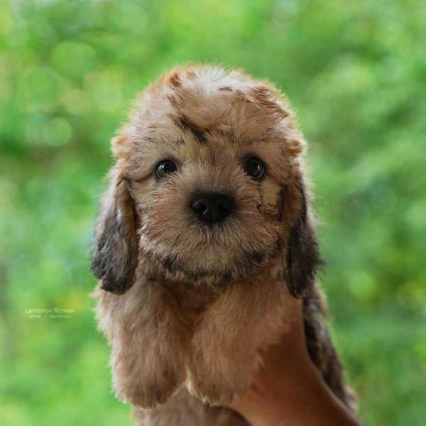 Sunny Magic Shtrudel