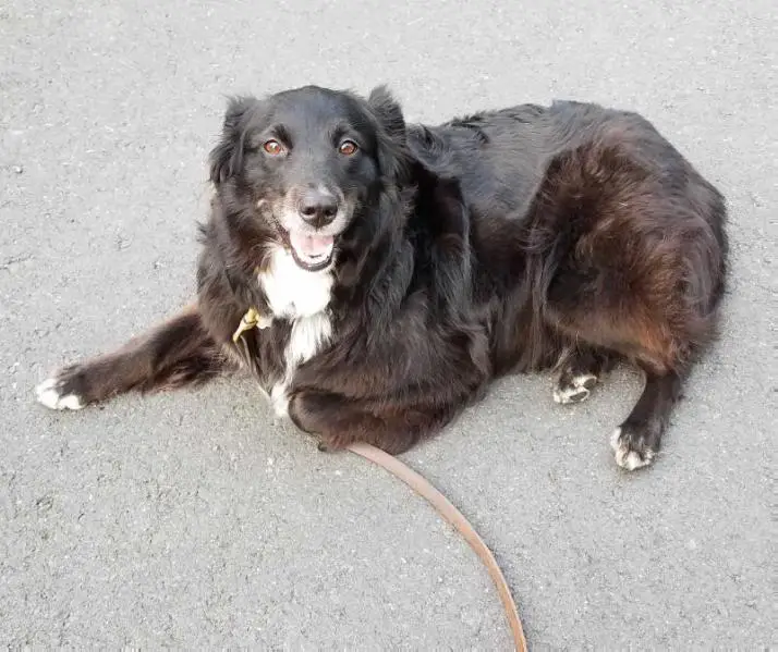 Twin Oaks L'il Ninja