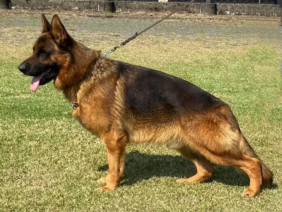 South Ranking CH Messi von Haus Zipf