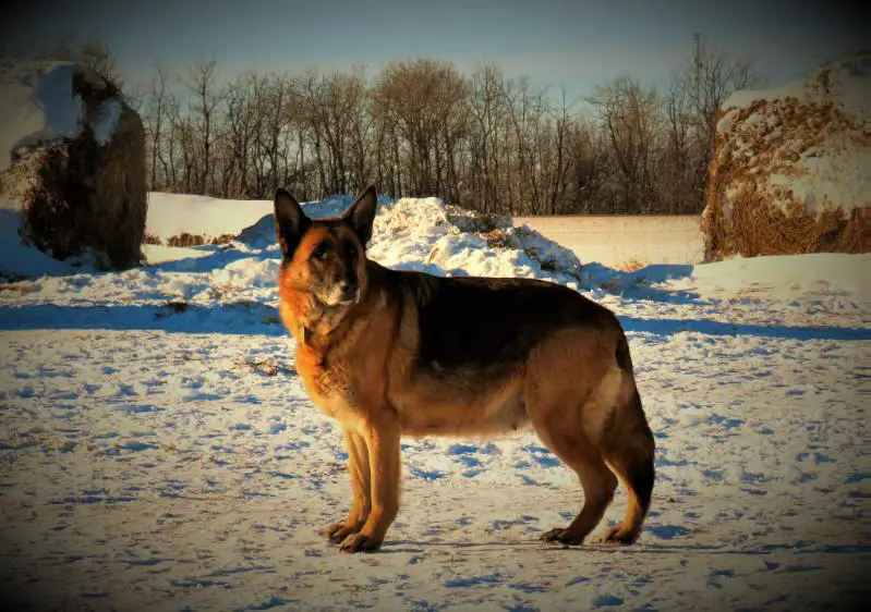 Penhall's Sincere Shelby