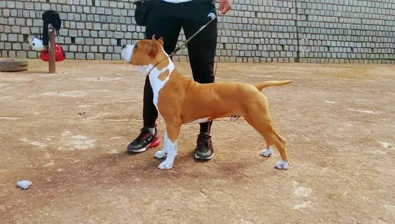 BIS puppy Mada Dog show 2019 Rider des Amstaffs du Temple Olive