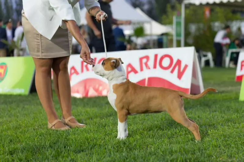 Hickory Junior Golden Girl