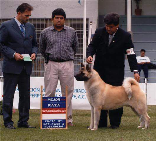 MEX CH SVS LionHeart (Arriaga)