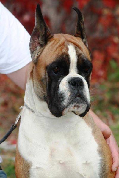 ATINEZ BOX MONA LISA