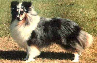 GB CH, Intl S CH Reubicia Blue Flame At Ruscombe KCSB