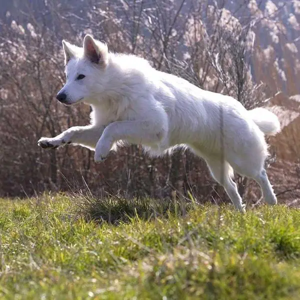 Moonah of the White Wolves