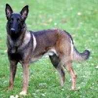 Robiek van de Poortmannen