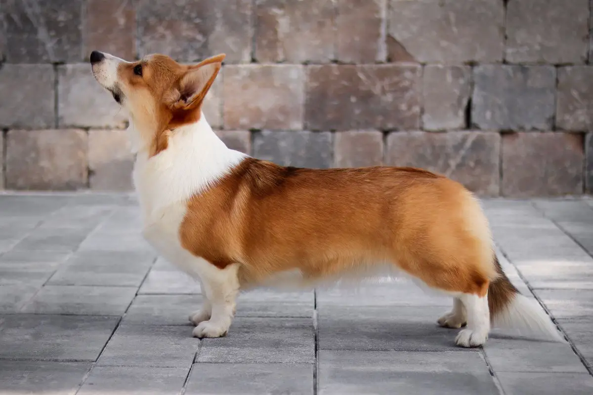 RyeDiver a Taste of Honey