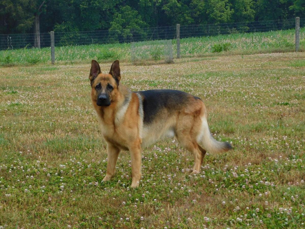 RATCH Ez Brooks Fly'N Hi In The Sky