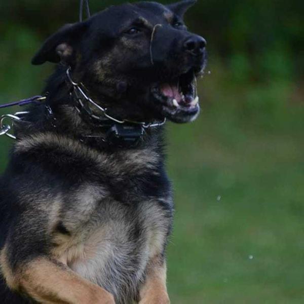 Onyx von D'Andico