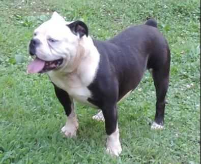 Bluebulldogge's Popeye