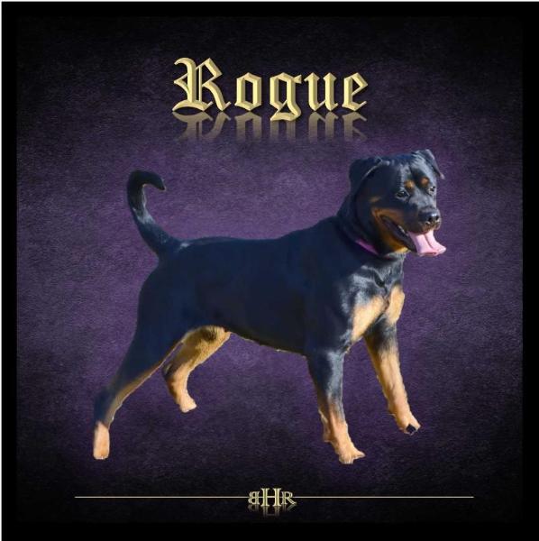 Rogue Von Der Brans Haus