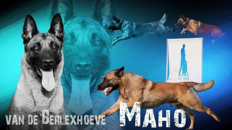 Maho van de Berlex-Hoeve