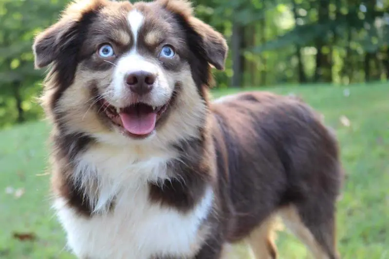 Rose Hills Cross L's Ruby