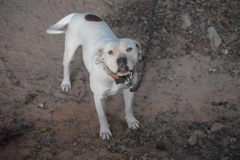 Konfederate Kennels "Miss Myrtle"