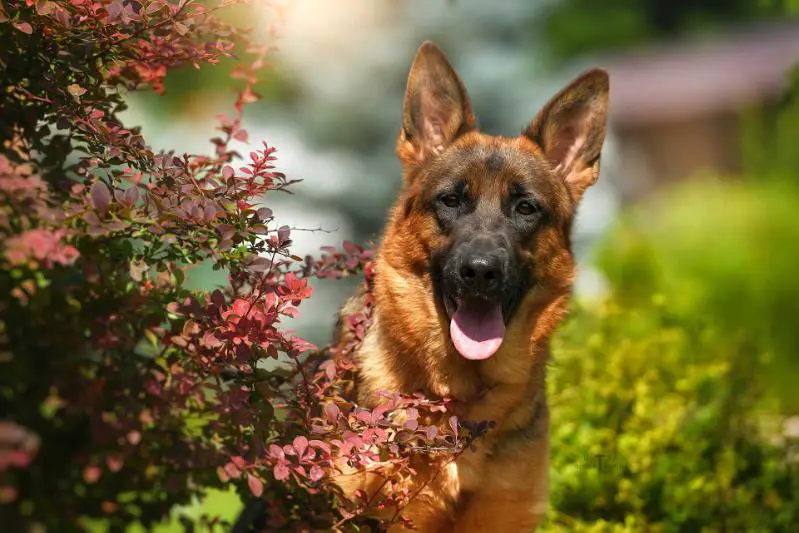 De Orse Mak Flai TAY-RIN