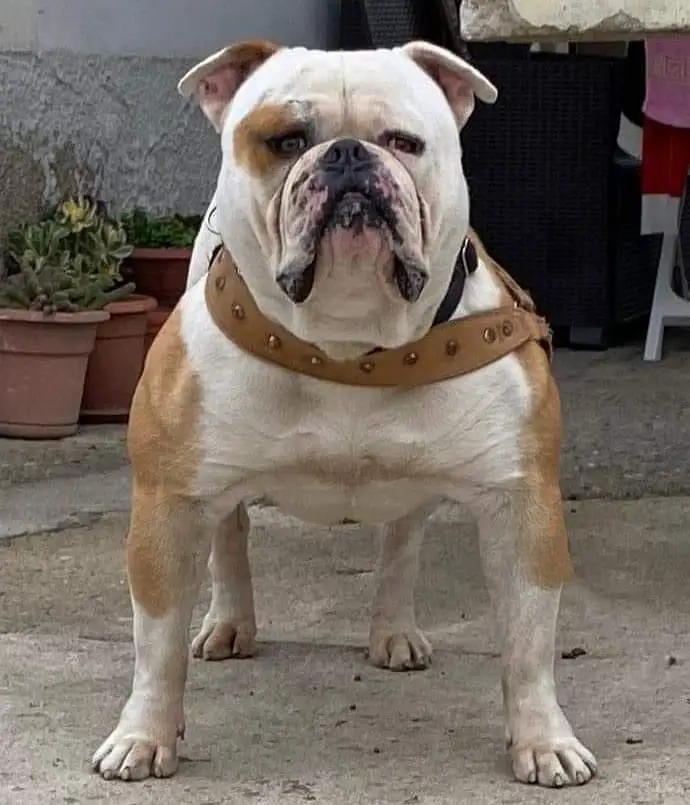 Bulldog’s Uragan ONJIO of viscito