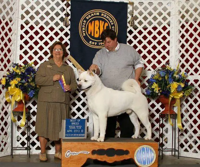 AKC/RUS CH MM-Taboo's Moby Dick