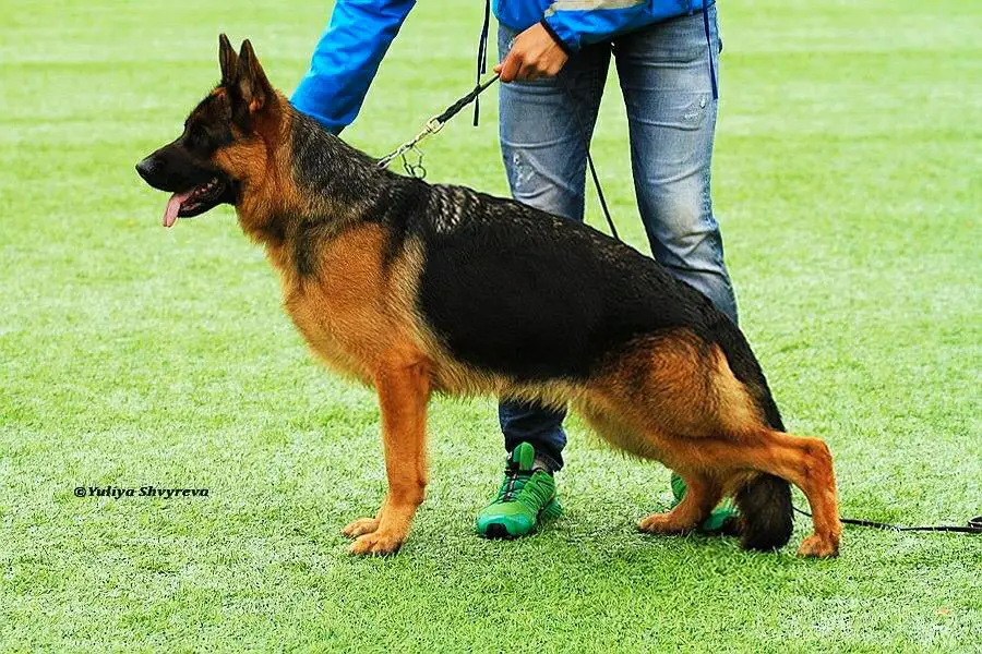 De Orse Mak Flai Kimba