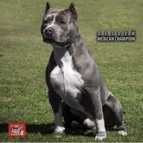 CH MEX. OLIVER