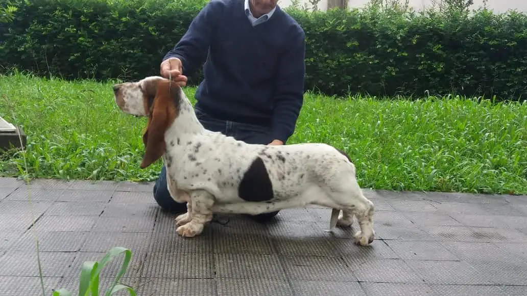 Big Long Blue's My Fair Lady