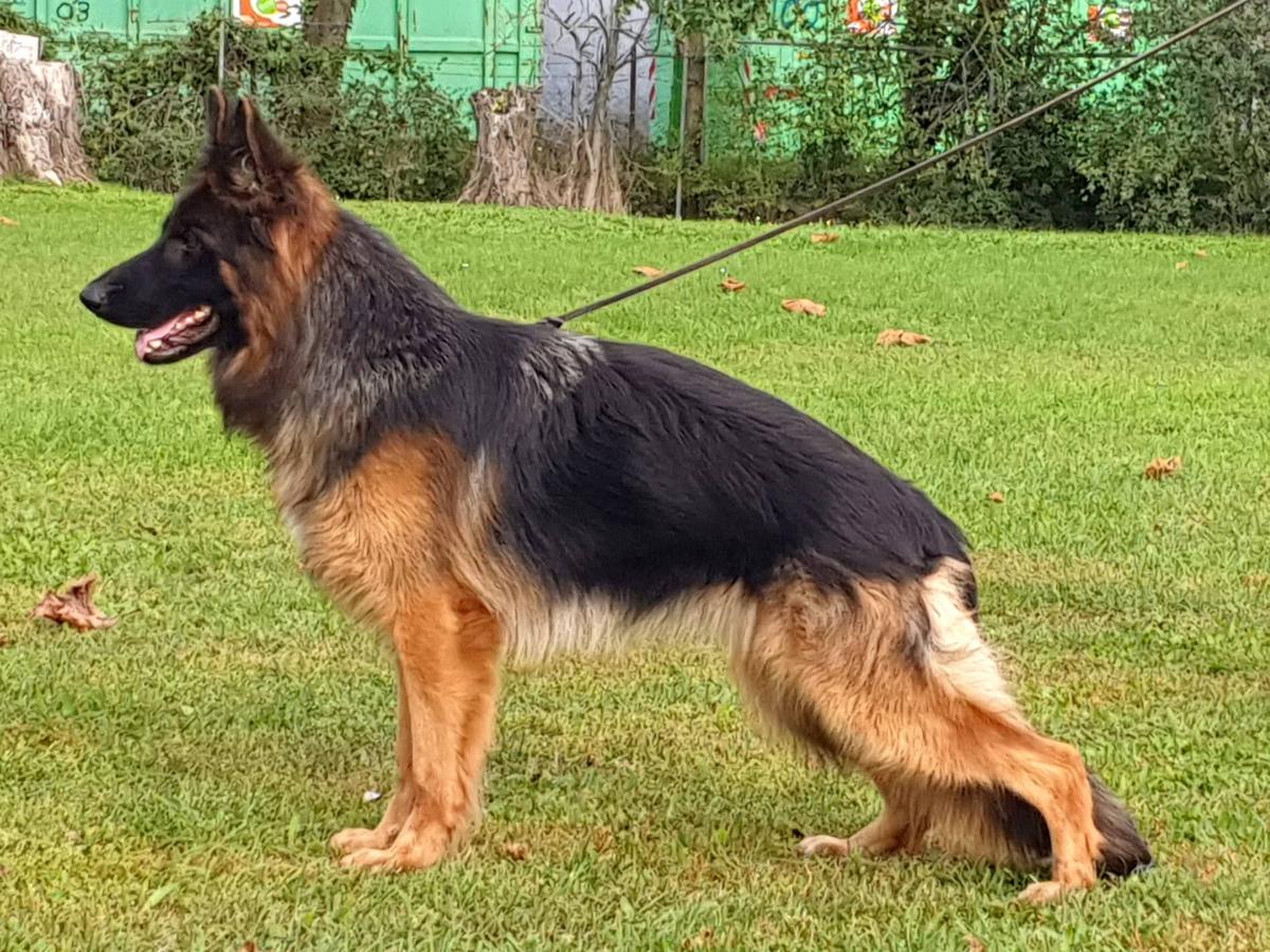 SG Cessy vom Sandstein