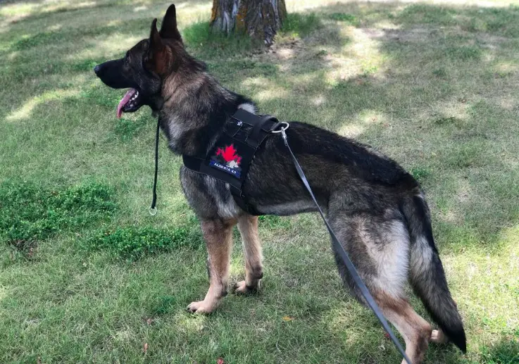 Woden van den Heuvel