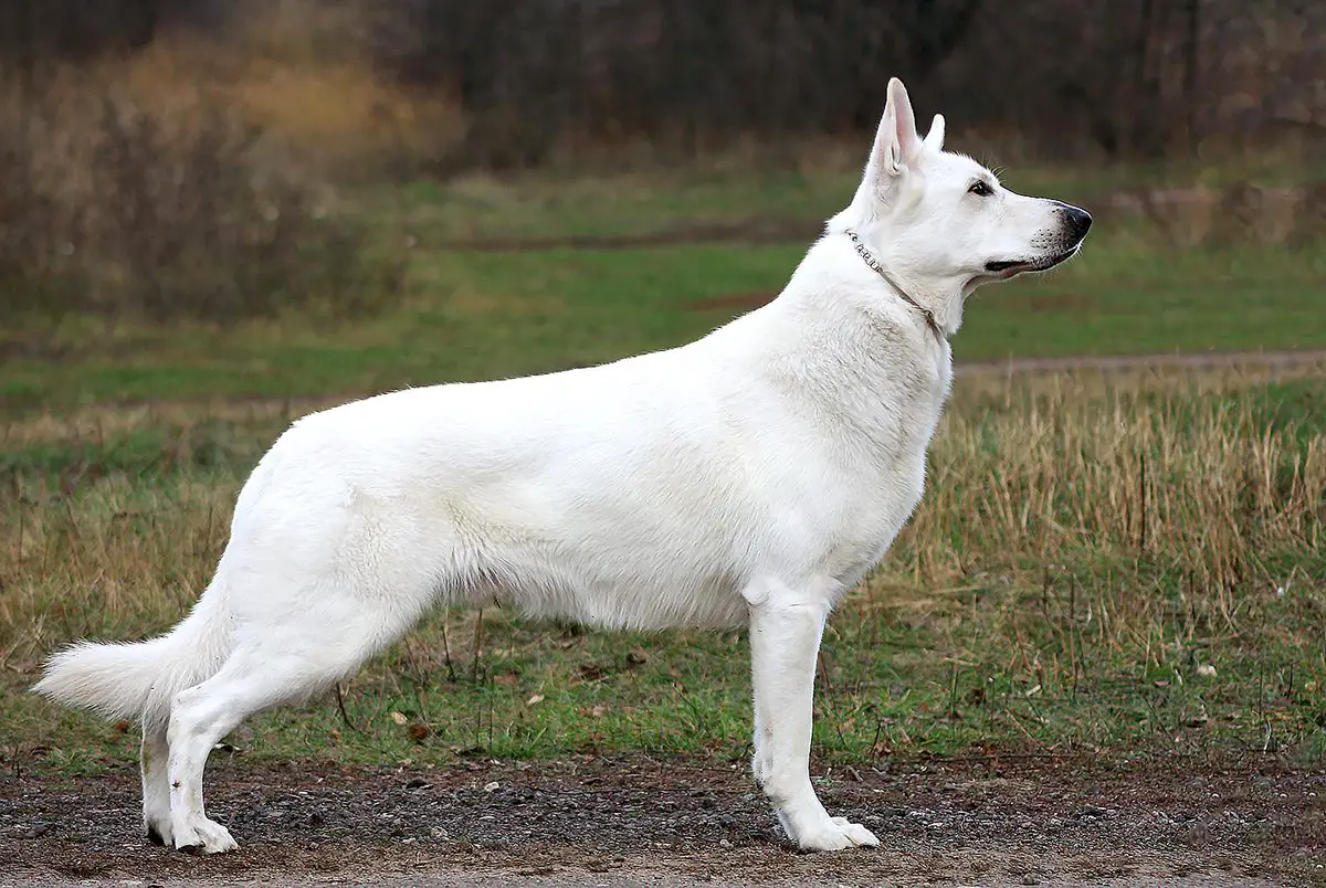 JChRus, ChRus FIELISS ARBON TURGAU