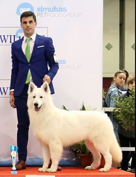 CH SPAIN, CH GIBRALTAR, CH INTERNACIONAL jerry lee of trebons berger blanc