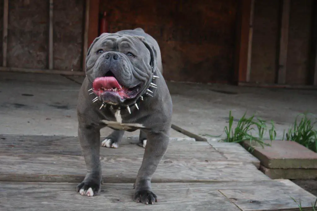 Immortal Bulldogs Blue Rhino