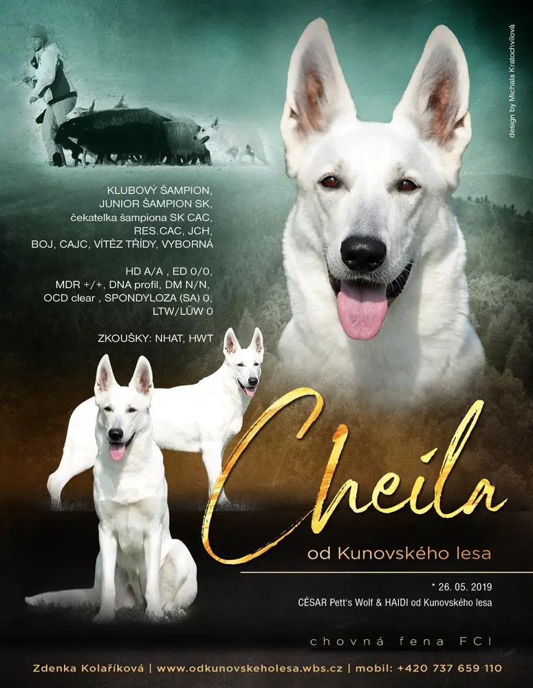 Club CH., JCH SK, BOJ, CAC, CAJC, VN1, Best puppy of breed Cheila od Kunovského lesa