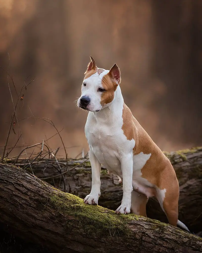 Ch. Rus, Ch. RKF Anikord Yulyashka Super Oboyashka