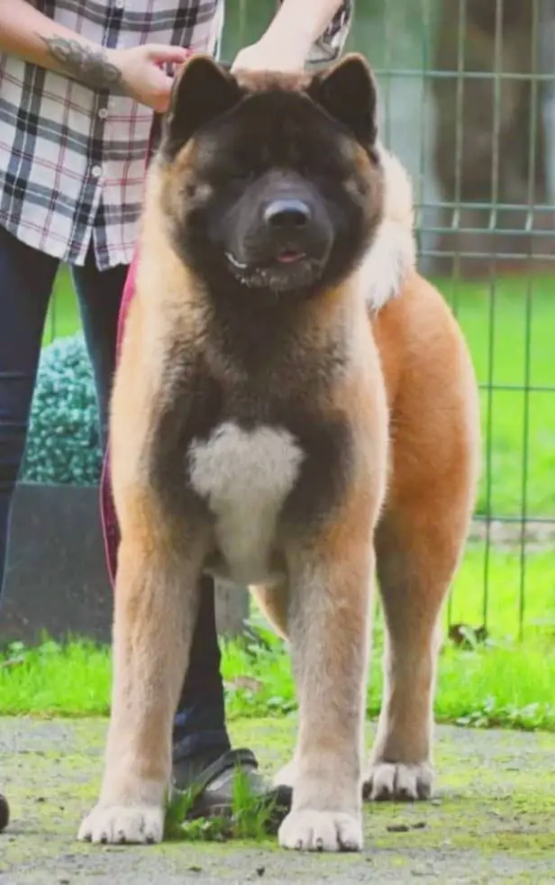 BISS LU/BE JCH Triumf Sibiri Zeus