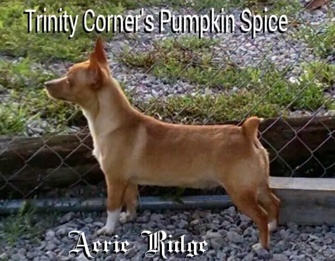 Trinity Corner's Pumpkin Spice