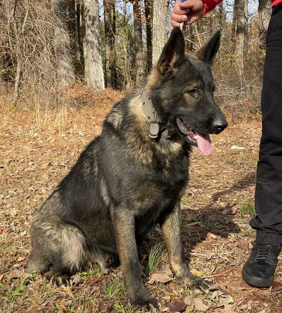 Reed’s k9 vom Hercules