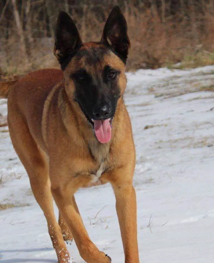 Madd Dog Zara Mae Driver