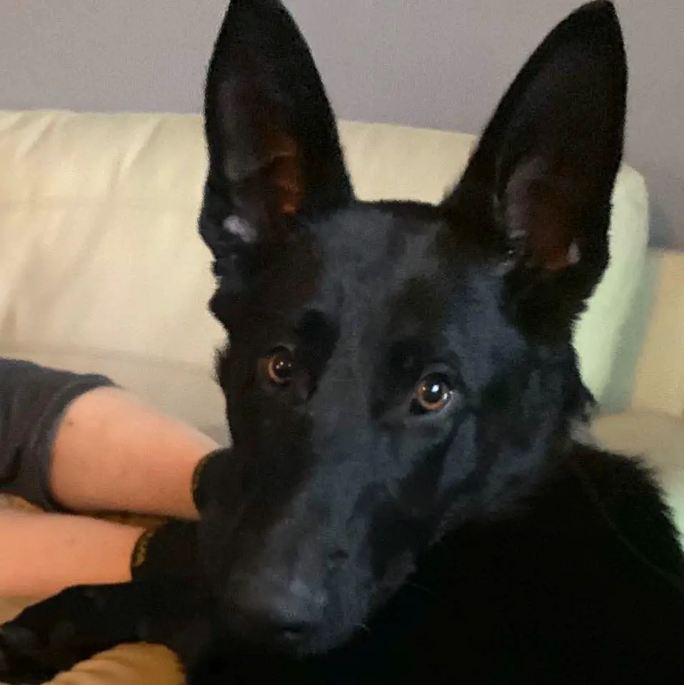 Blue van het koedijkseland