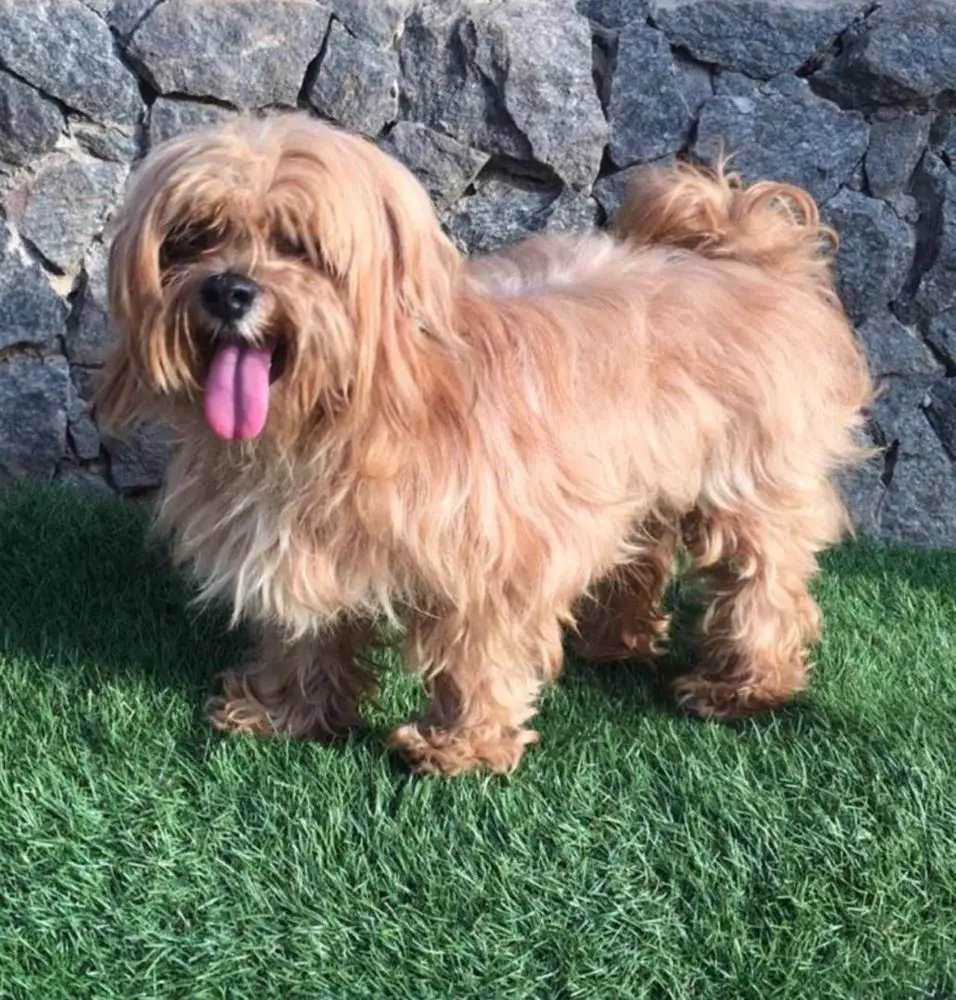 Gizmo of dotly kennel