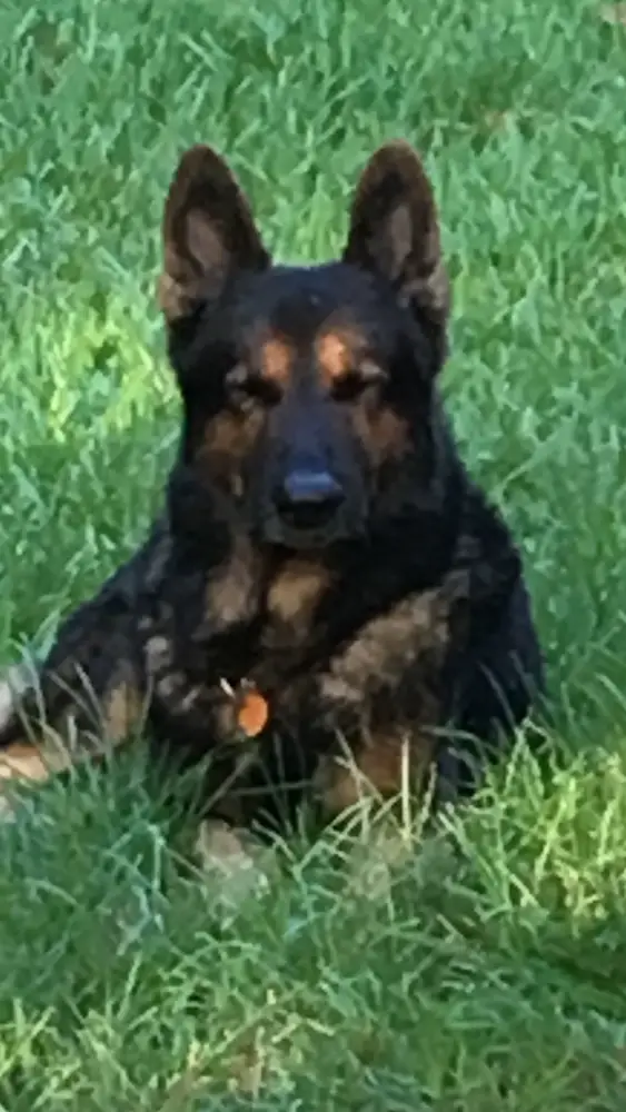Ike Von Der Medina